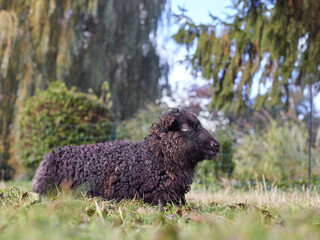 Brown black female ouessant sheep ewe