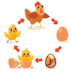 Life Cycle Of A Chicken