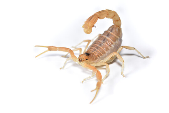 Closeup picture of the European common yellow scorpion Buthus occitanus (Scorpiones: Buthidae) from southern France photographed on white background.