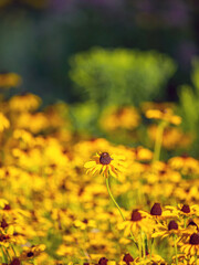 Rudbeckia hirta, black-eyed Susan,