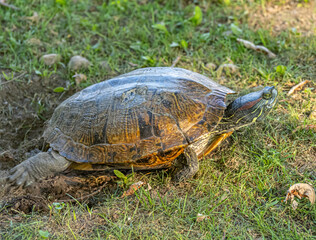 painted turtle,Chrysemys picta i