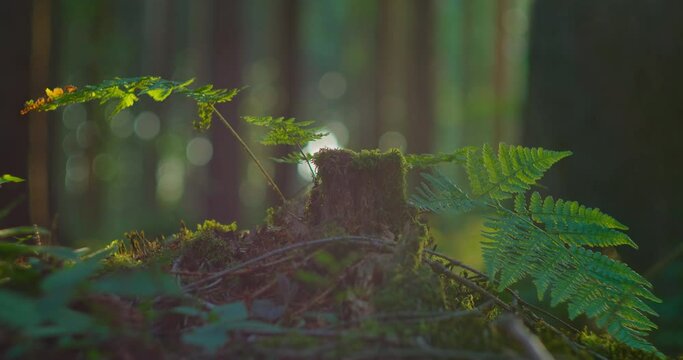 Early morning trees and foliage in the forests. Close-up. Sun rays illuminate fern bush. Lens flares and bokeh in the background. Beautiful calm relax landscape scenary nature. Slight breath of wind.
