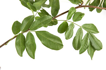 Jewel vine or Derris scandens isolated on white background.