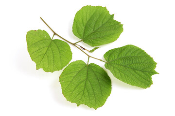 East indian screw tree or helicteres isora green leaves isolated on white background.