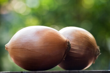 Fresh Onions on nature background.