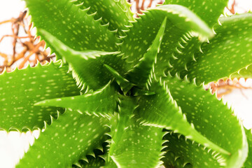 Aloe vera tree isolated on white background.