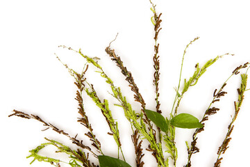 Desmodium gangeticum  isolated on white background.top view.