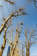 겨울하늘 아래 가지만 앙상한 나무