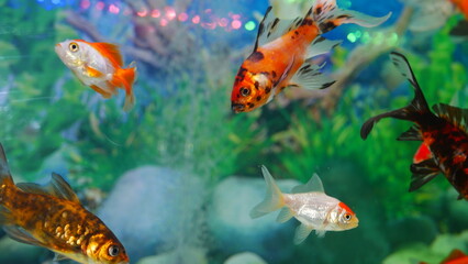 Naklejka premium goldfish swimming in the aquarium with clear water, looks very beautiful