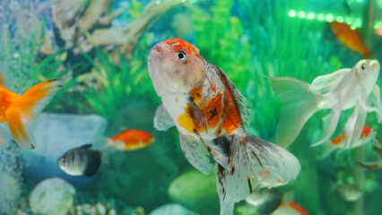 goldfish swimming in the aquarium with clear water, looks very beautiful