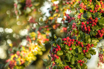 Red berries on a bush in the early morning
