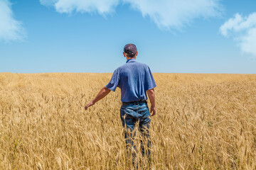 Naklejka na ściany i meble A male farmer in the field examines the harvest of golden wheat.