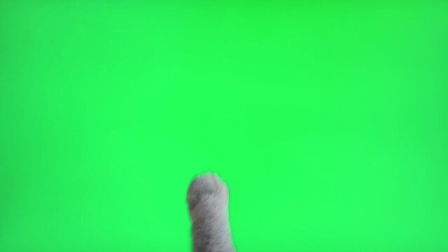 Cat paw touching, clicking, tapping and swiping on chromakey green screen. Gray cat using phone. Close up. Footage Pack. Using for a smartphone, tablet pc or a touch screen devices. Gestures.