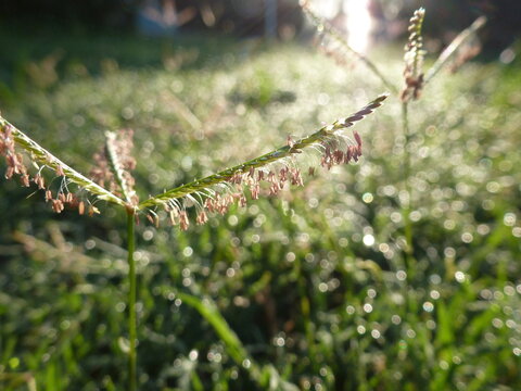 Close up of flowering couch grass
