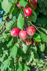 Plums ripen on a branch. Small purple fruits on the branches of a shrub.
