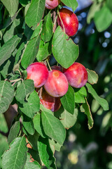 Plums ripen on a branch. Small purple fruits on the branches of a shrub.