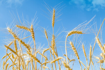 Field of wheat against the blue sky. Grain farming, ears close-up. Agriculture, growing food.