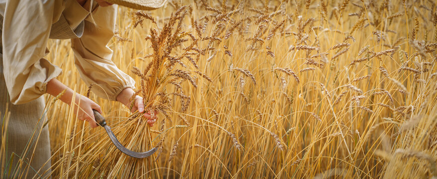 Rural woman manually harvests a wheat field.