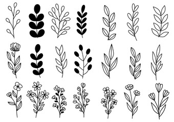 collection forest fern eucalyptus art foliage natural leaves herbs in line style. Decorative beauty elegant illustration for design hand drawn flower