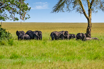 Elephant herds and their calves in the beautiful landscapes of the African savannah
