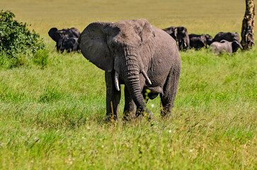 Naklejka na ściany i meble Elephant herds and their calves in the beautiful landscapes of the African savannah 