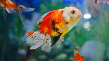 goldfish swimming in the aquarium with clear water, looks very beautiful