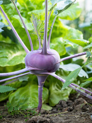 Fresh ripe head of purple kohlrabi (Brassica oleracea Gongylodes Group) growing in homemade garden,...