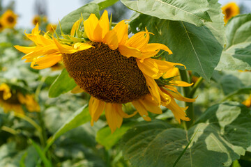Sunflower flower in the field. Sunflower field. Sunflower closeup. Sunflower