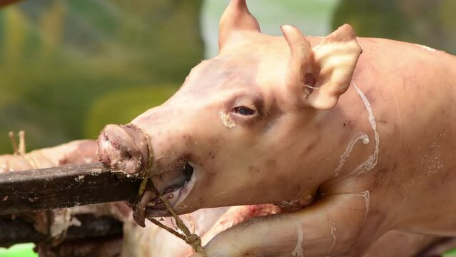 Whole pig roasted on a spit