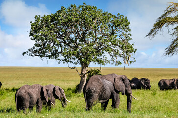 Naklejka premium Elephant herds and their calves in the beautiful landscapes of the African savannah 