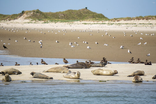 Seehunde liegen am Strand der Insel Juist