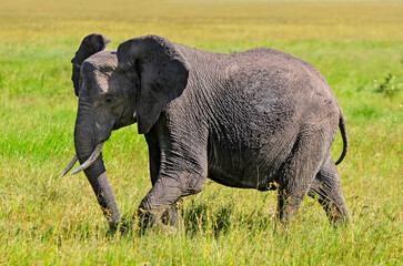 Naklejka na ściany i meble Elephant in very close-up in the African savannah