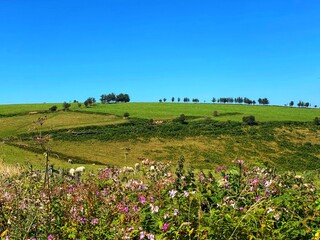 A Welsh hillside