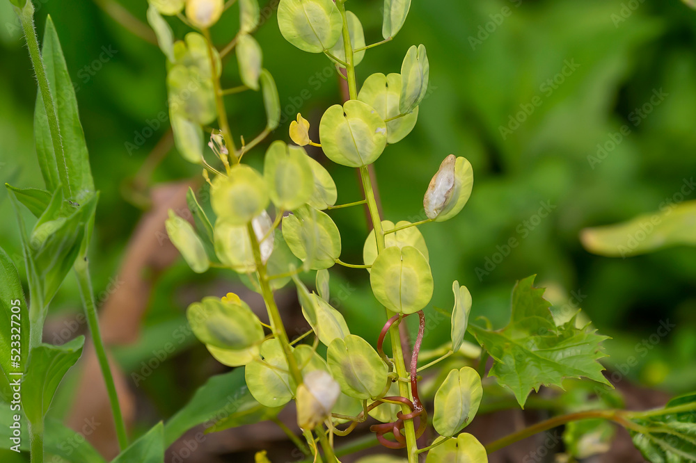 Poster The field pennycress (Thlaspi arvense)  is a common weed throughout much of North America