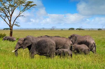 Naklejka na ściany i meble Elephant herds and their calves in the beautiful landscapes of the African savannah 