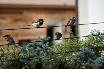 Four birds perched on wire. A little bird in focus. Four sparrows like four notes on a staff. Bird and wildlife photography.