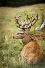 Mighty adult deer sitting on a meadow. Majestic male deer lying in the grass of a field in the mountains. Wild animals, wildlife protection and hunting trophies. Portrait of ruminant with large horns.