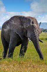 Fototapeta premium Elephant in very close-up in the African savannah