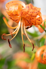 Tiny insect sucks nectar from a flower. Insect macrophotography. Plants, flowers and flying animals.