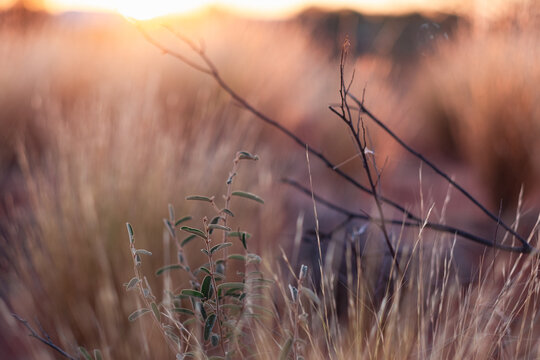 the sunset lighting some native bush plants at the outback