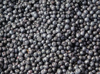 tasty,sweet blueberries as delicious dessert close up