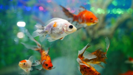 goldfish swimming in the aquarium with clear water, looks very beautiful