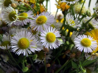 Obraz premium multicolor compositions of wild flowers from meadow close up