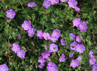Obraz premium purple flowers of geranium plants in park