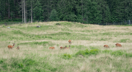 Group of female deer in the distance. Young and adult deer congregate in a valley in the mountains....