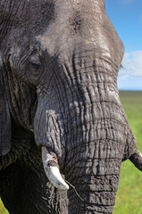  Elephant in very close-up in the African savannah