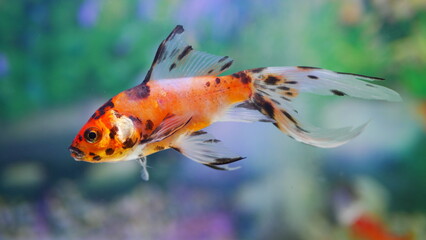 goldfish swimming in the aquarium with clear water, looks very beautiful