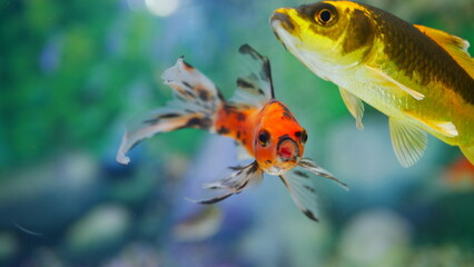 goldfish swimming in the aquarium with clear water, looks very beautiful