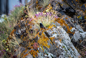beautiful bird in natural conditions in Armenia