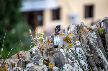 beautiful bird in natural conditions in Armenia